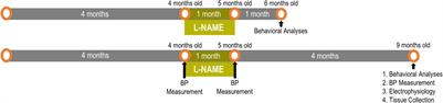 Compromised Cortical-Hippocampal Network Function From Transient Hypertension: Linking Mid-Life Hypertension to Late Life Dementia Risk
